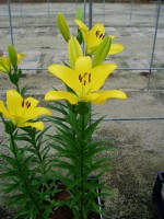 [1634 Cartesio No02.JPG]